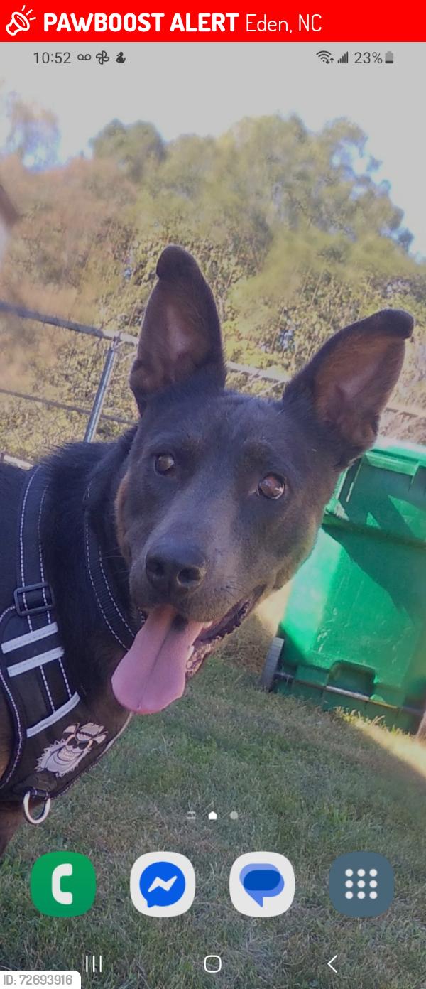Lost Male Dog last seen Rivercrest drive, Eden, NC 27288