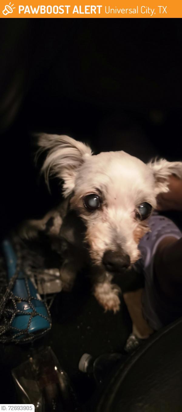 Found/Stray Unknown Dog last seen Kitty hawk and Pat Booker, Universal City, TX 78148