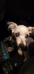 Found/Stray Unknown Dog last seen Kitty hawk and Pat Booker, Universal City, TX 78148