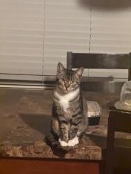 Lost Female Cat last seen Independence st, McKinney, TX 75072