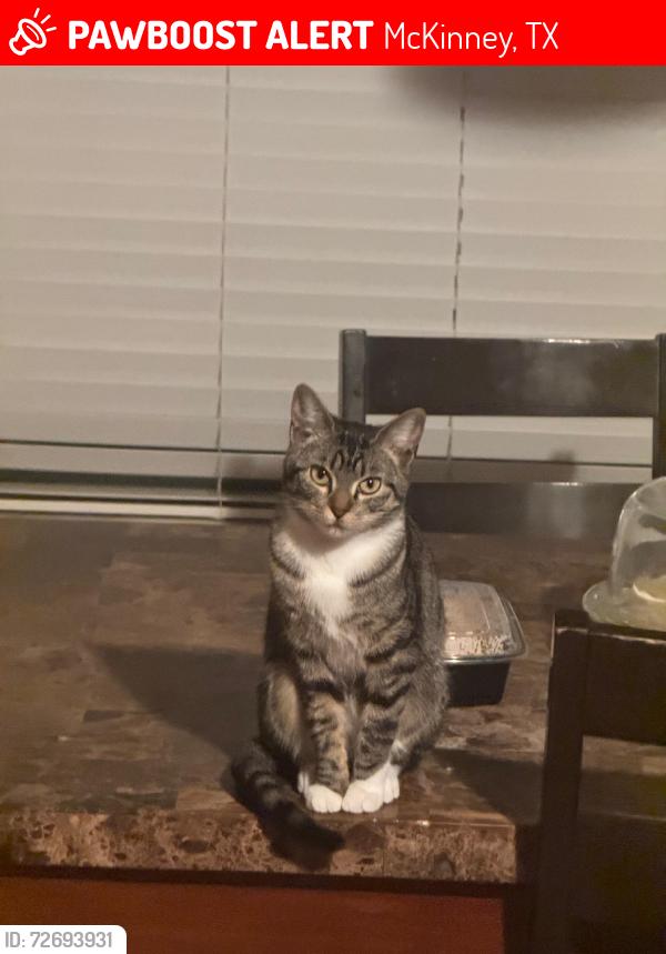 Lost Female Cat last seen Independence st, McKinney, TX 75072