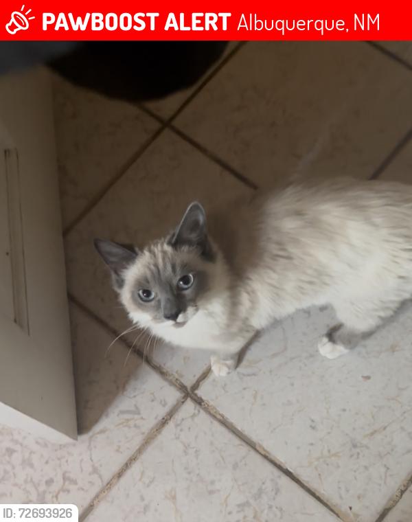 Lost Male Cat last seen Goff and bridge , Albuquerque, NM 87105