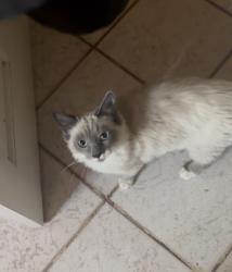 Lost Male Cat last seen Goff and bridge , Albuquerque, NM 87105