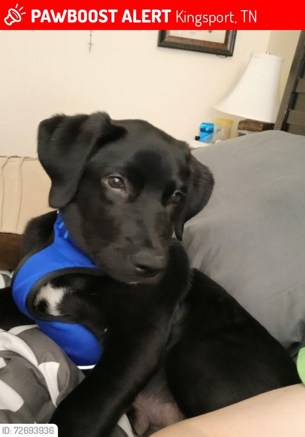 Lost Male Dog last seen Rotherwood bridge , Kingsport, TN 37660