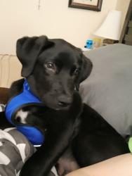 Lost Male Dog last seen Rotherwood bridge , Kingsport, TN 37660