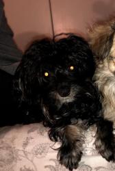 Lost Male Dog last seen Olita park, La Habra, CA 90631