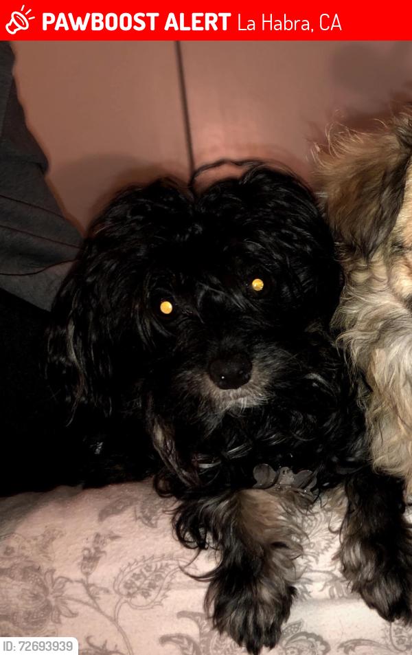 Lost Male Dog last seen Olita park, La Habra, CA 90631