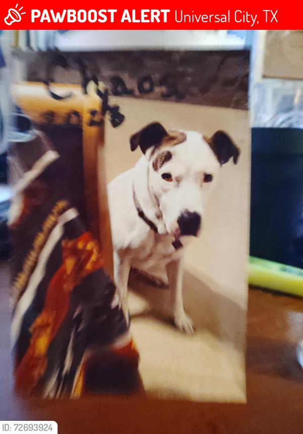 Lost Male Dog last seen Kitty Hawk and meadowland , Universal City, TX 78148