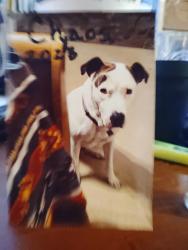 Lost Male Dog last seen Kitty Hawk and meadowland , Universal City, TX 78148