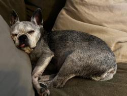 Lost Female Dog last seen Speir Cemetery, near Speir Lane and 1704, Bastrop County, TX 78621