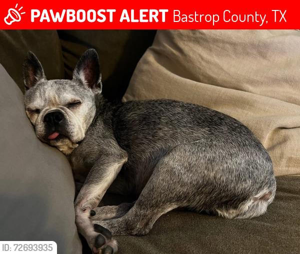 Lost Female Dog last seen Speir Cemetery, near Speir Lane and 1704, Bastrop County, TX 78621