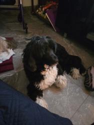 Lost Female Dog last seen Walmart , Elizabeth, CO 80107