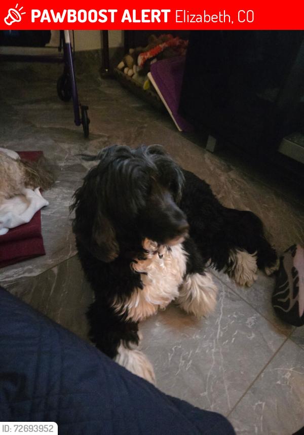 Lost Female Dog last seen Walmart , Elizabeth, CO 80107