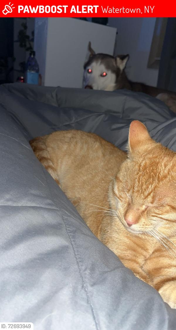Lost Male Cat last seen Route 12. Ny, Watertown, NY 13601