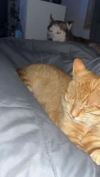 Lost Male Cat last seen Route 12. Ny, Watertown, NY 13601