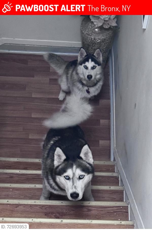 Lost Male Dog last seen Near Taylor ave, The Bronx, NY 10473