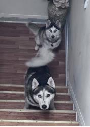 Lost Male Dog last seen Near Taylor ave, The Bronx, NY 10473
