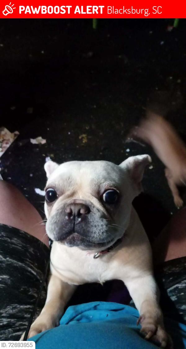 Lost Female Dog last seen Mullinax circle, Blacksburg, SC 29702