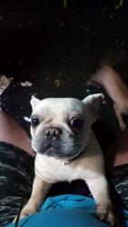 Lost Female Dog last seen Mullinax circle , Blacksburg, SC 29702