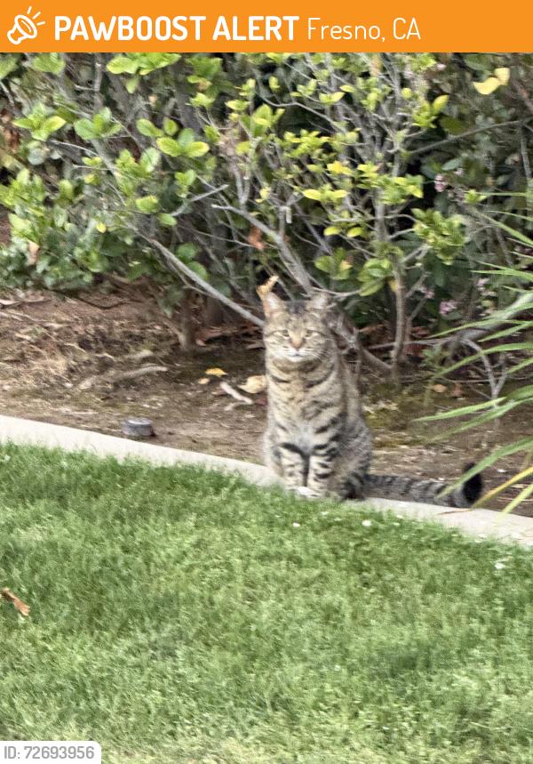 Found/Stray Unknown Cat last seen Fresno Heart &Surgery 15 E Audubon, Fresno, CA 93720