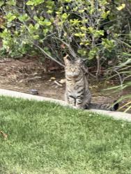 Found/Stray Unknown Cat last seen Fresno Heart &Surgery 15 E Audubon, Fresno, CA 93720
