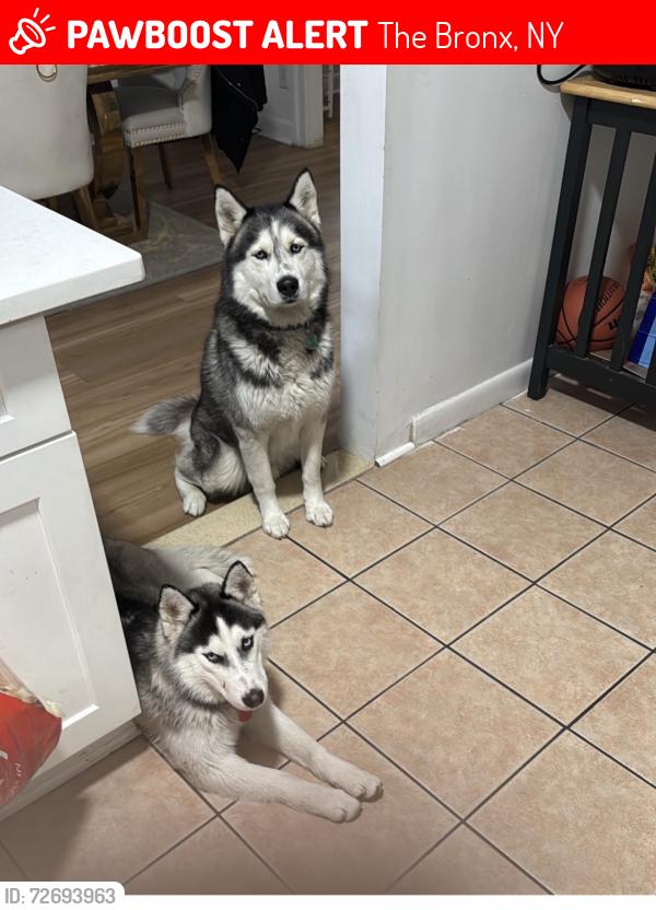 Lost Male Dog last seen Near Taylor , The Bronx, NY 10473
