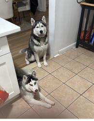 Lost Male Dog last seen Near Taylor , The Bronx, NY 10473