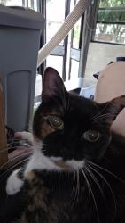 Lost Female Cat last seen SW 149th Ave and SW Coral Way, Miami, FL 33185