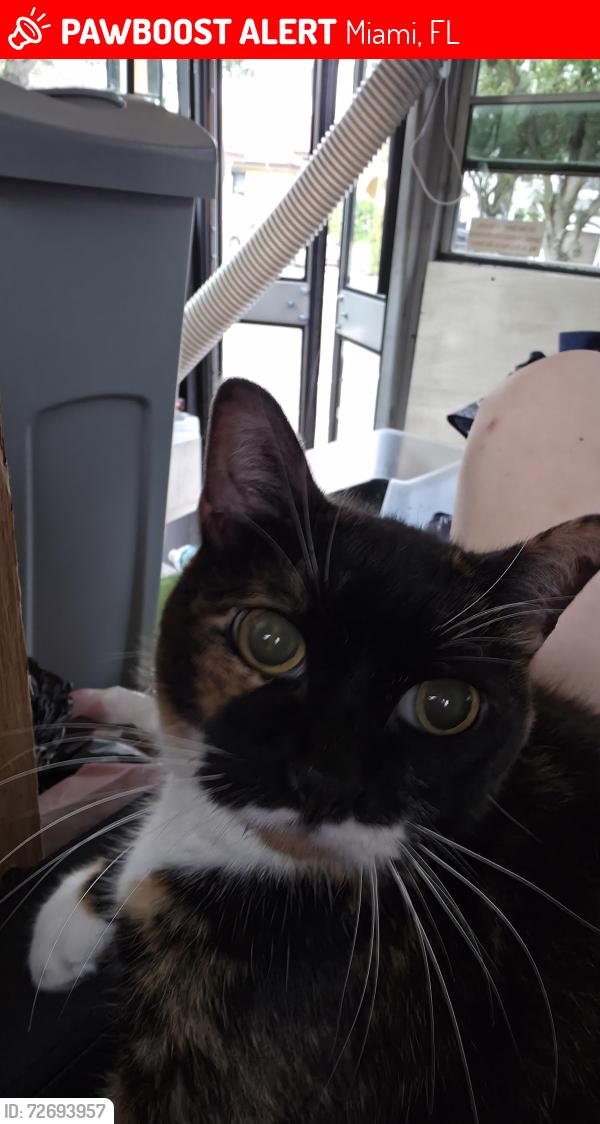Lost Female Cat last seen SW 149th Ave and SW Coral Way, Miami, FL 33185