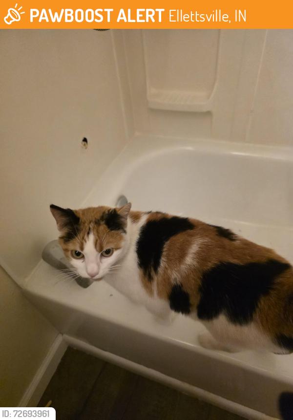 Found/Stray Unknown Cat last seen Tecumseh and Navaho, Ellettsville, IN 47429