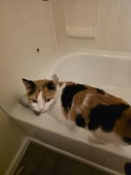 Found/Stray Unknown Cat last seen Tecumseh and Navaho, Ellettsville, IN 47429