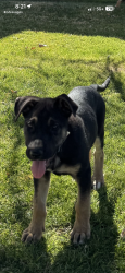 Lost Male Dog last seen East Lancaster blvd and 20th street east, Lancaster, CA 93535
