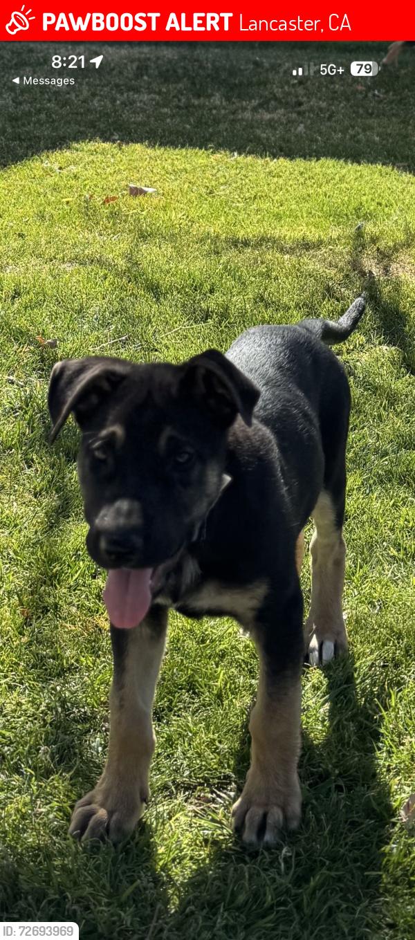 Lost Male Dog last seen East Lancaster blvd and 20th street east, Lancaster, CA 93535