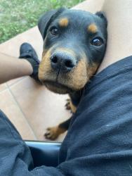 Lost Female Dog last seen Dana ave and old port Isabel road, Brownsville, TX 78526