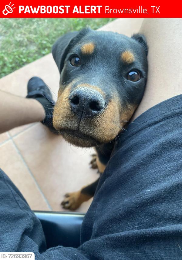Lost Female Dog last seen Dana ave and old port Isabel road, Brownsville, TX 78526