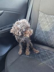 Lost Male Dog last seen Near e main st, Haines City, FL 33844