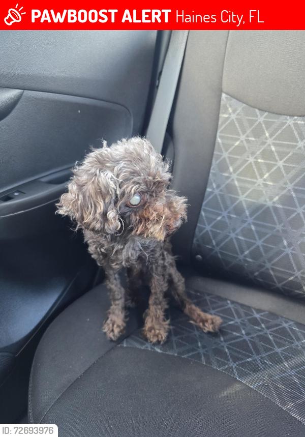 Lost Male Dog last seen Near e main st, Haines City, FL 33844