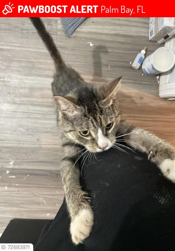 Lost Female Cat last seen Hallmark st se palm bay, Palm Bay, FL 32909