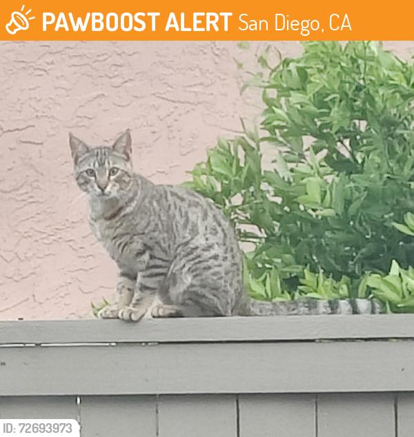 Found/Stray Unknown Cat last seen Alveo Way and Valladares Dr , San Diego, CA 92127
