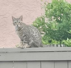 Found/Stray Unknown Cat last seen Alveo Way and Valladares Dr , San Diego, CA 92127