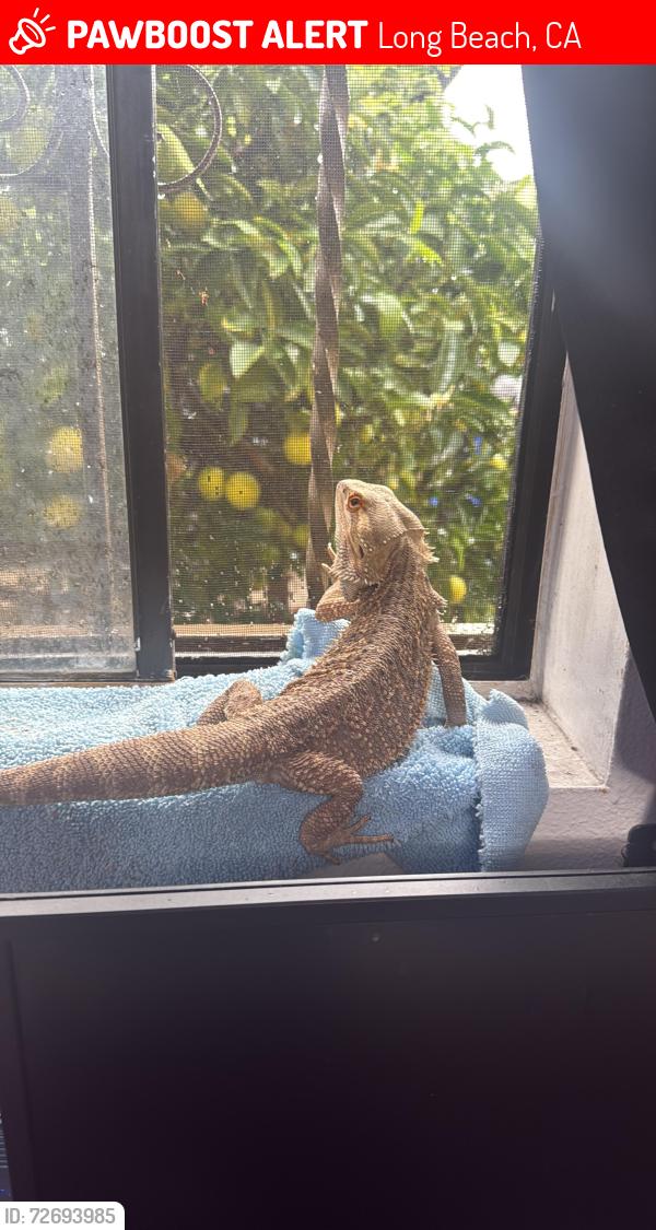 Lost Male Reptile last seen Long Beach blvd and 20th st, Long Beach, CA 90806