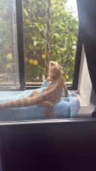 Lost Male Reptile last seen Long Beach blvd and 20th st, Long Beach, CA 90806
