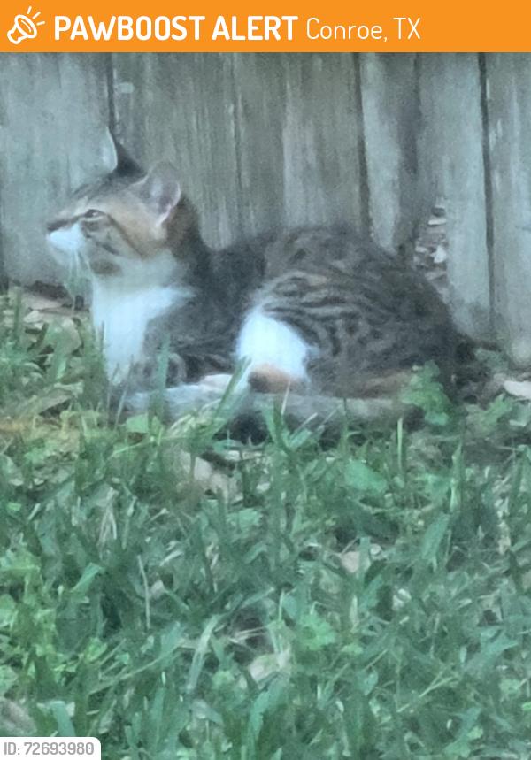 Found/Stray Unknown Cat last seen Lost Pine Ct, Conroe, TX 77304