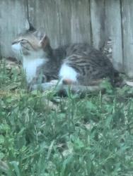 Found/Stray Unknown Cat last seen Lost Pine Ct, Conroe, TX 77304