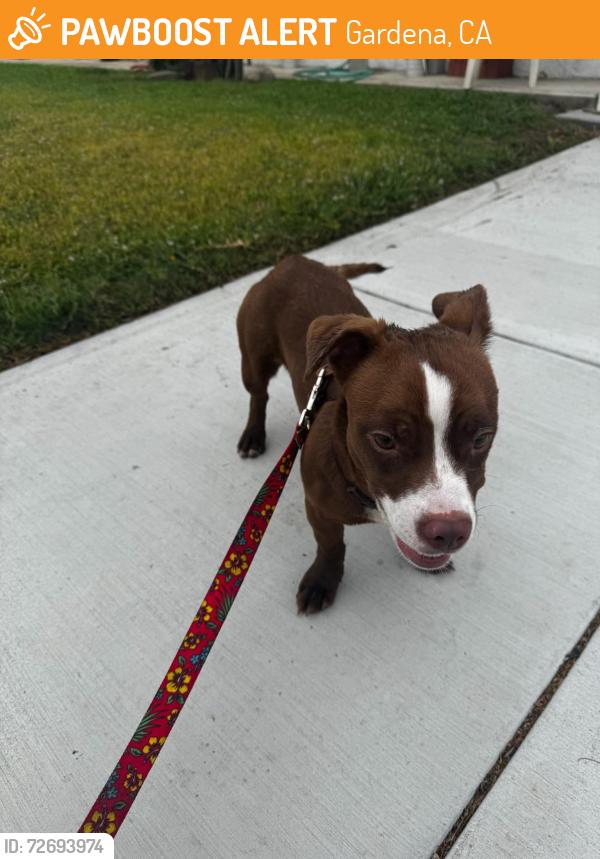 Found/Stray Female Dog last seen 182nd/Normandie, Gardena, CA 90248