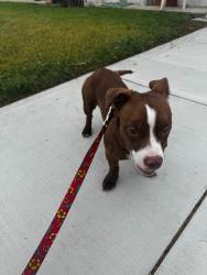 Found/Stray Female Dog last seen 182nd/Normandie, Gardena, CA 90248