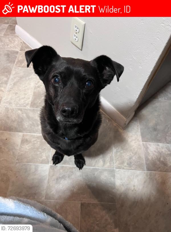Lost Male Dog last seen Wilder Phillips 66 Gas Station , Wilder, ID 83676