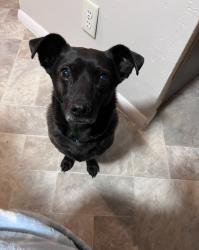 Lost Male Dog last seen Wilder Phillips 66 Gas Station , Wilder, ID 83676