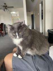 Lost Male Cat last seen Grafton St., Burnaby, BC 