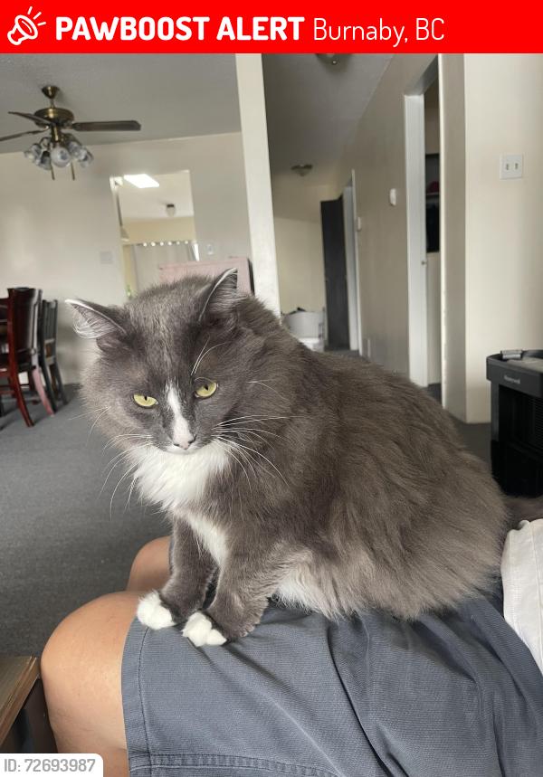 Lost Male Cat last seen Grafton St., Burnaby, BC 